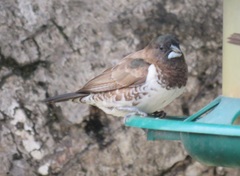 Spermestes cucullata scutata