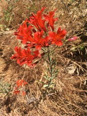 Alstroemeria ligtu