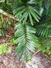 Zamia erosa
