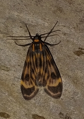 Eucereon costulata