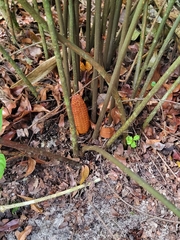 Zamia erosa