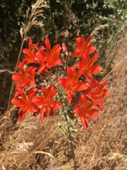 Alstroemeria ligtu