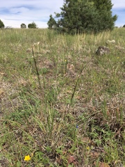 Aristida arizonica