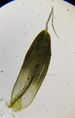 Tortula muralis muralis