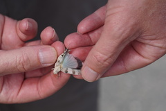 Oedipoda caerulescens sardeti