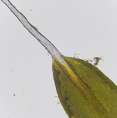 Tortula muralis muralis