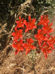 Alstroemeria ligtu