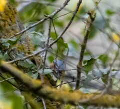 Sitta europaea caucasica