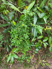 Neea buxifolia