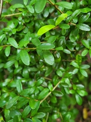 Neea buxifolia