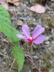 Clarkia rubicunda