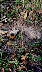 Chloris verticillata