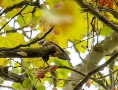 Sitta europaea caucasica