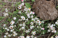 Helichrysum argyrosphaerum