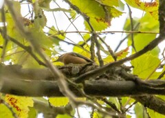 Sitta europaea caucasica