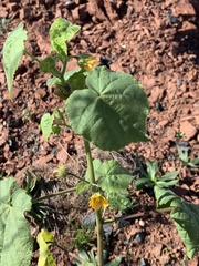 Abutilon theophrasti