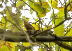 Sitta europaea caucasica