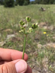Cymopterus lemmonii