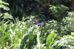 Buteogallus