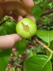 Vangueria madagascariensis