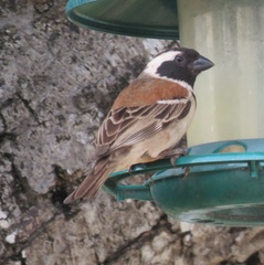 Passer melanurus melanurus