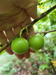 Vangueria madagascariensis