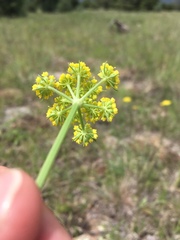Cymopterus lemmonii