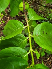 Vangueria madagascariensis