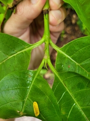 Vangueria madagascariensis
