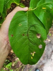 Vangueria madagascariensis