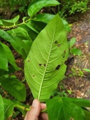 Vangueria madagascariensis