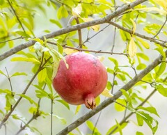 Punica