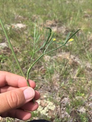 Cymopterus lemmonii