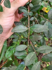 Mouriri helleri