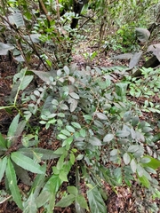 Mouriri helleri