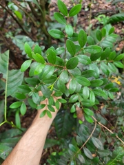 Mouriri helleri