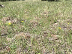 Cymopterus lemmonii