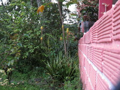 Phaethornis anthophilus