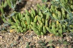 Ruschieae