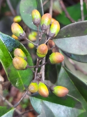 Rourea surinamensis