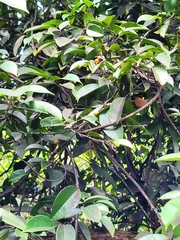 Rourea surinamensis