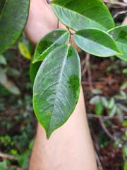 Rourea surinamensis