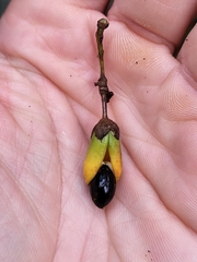 Rourea surinamensis