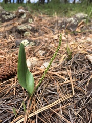 Malaxis macrostachya