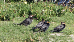 Microcarbo africanus