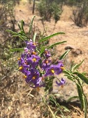 Solanum crispum