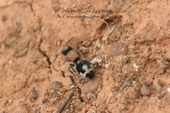 Ronisia