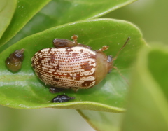 Calotheca