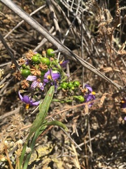 Solanum crispum