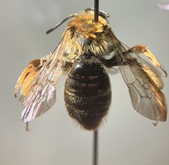 Andrena macra